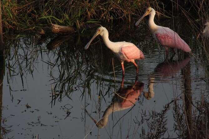 Everglades Day Safari from Miami - FAQ