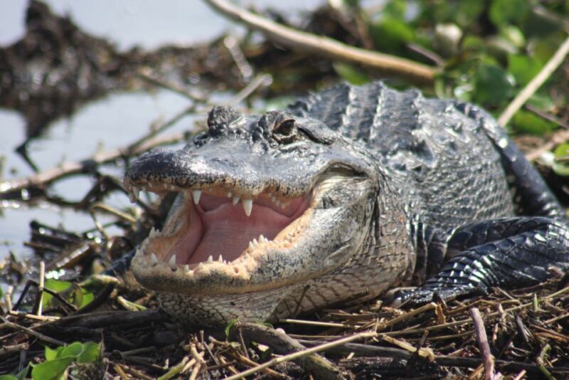Everglades Day Safari from Sanibel, Fort Myers & Naples - FAQ: Your Practical Questions Answered