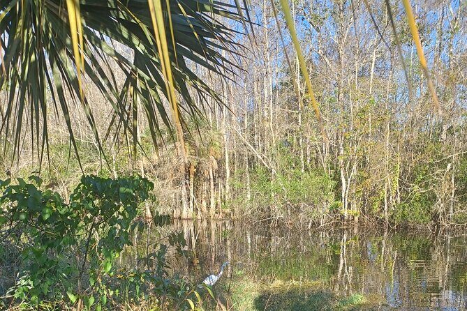 Everglades Eco Airboat Tour with Private Luxury Transportation - An In-Depth Look at the Everglades Eco Airboat Tour