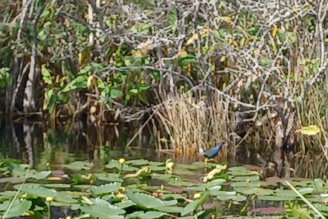 Everglades Eco Airboat Tour with Private Luxury Transportation - The Sum Up