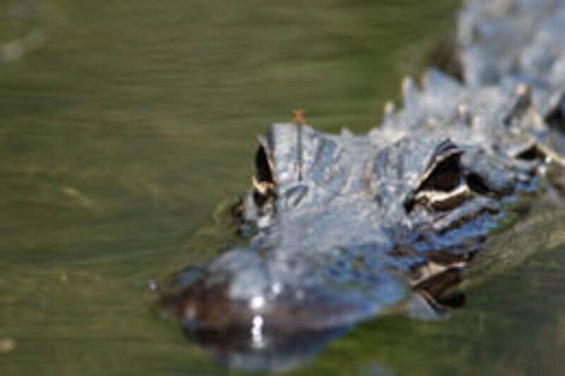 Everglades: Everglades Alligators and Orchids Kayak Eco Tour - Authentic Experiences and Real Reviews