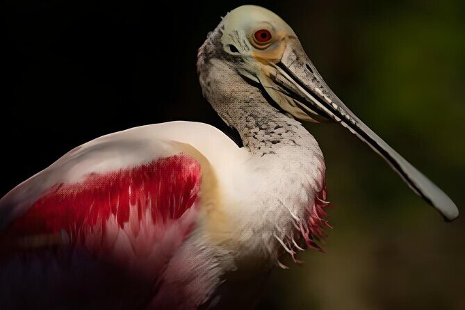 Everglades Immersion Tour: The Ultimate Everglades Adventure - Frequently Asked Questions