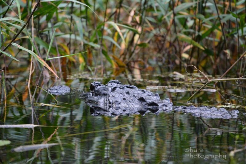 Everglades Kayak Safari Adventure Through Mangrove Tunnels - Key Points