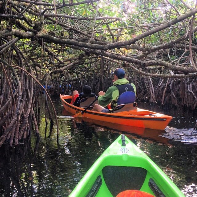 Everglades Kayak Safari Adventure Through Mangrove Tunnels - Why This Tour Is a Special Find