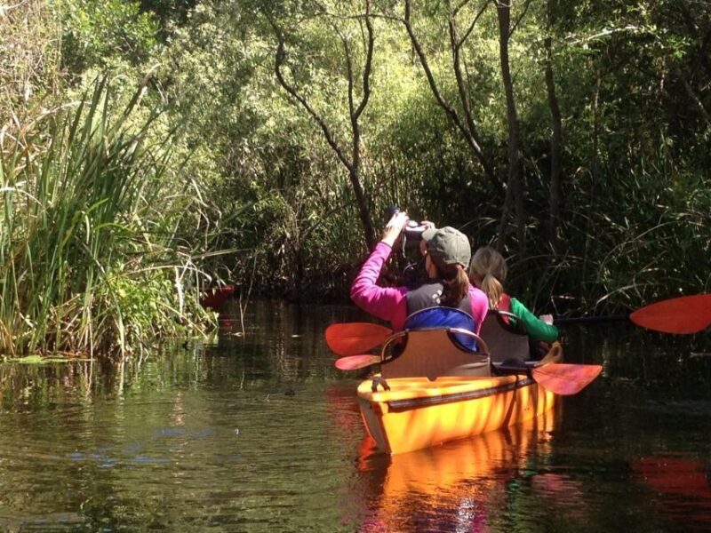 Everglades Kayak Safari Adventure Through Mangrove Tunnels - Practical Considerations: What You Need to Know