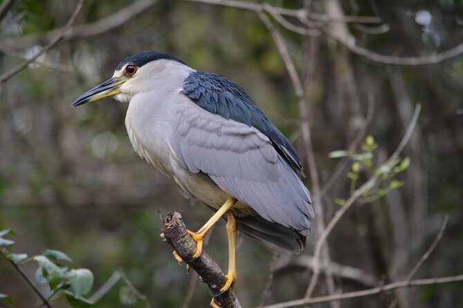 Everglades Kayak Safari Adventure Through Mangrove Tunnels - Wildlife and Bird Watching
