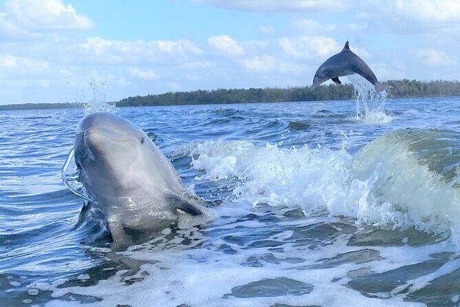 Everglades Manatee, Dolphin and Birding Boat Tour (2 hours) - An In-Depth Look at the Experience