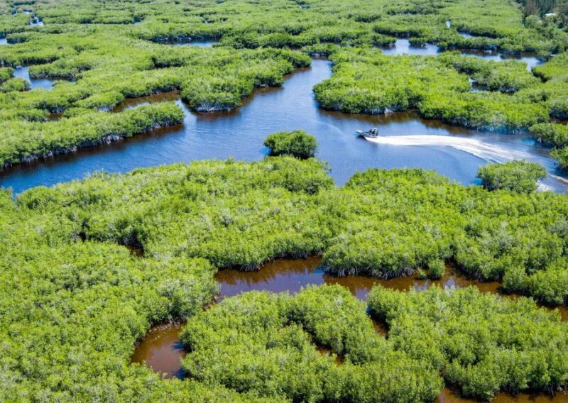 Everglades: Mangrove Maze Airboat Tour and Boardwalk - Is This Tour Worth It?
