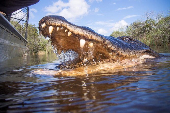 Everglades & Miami city tour with experienced guide in small group - FAQ
