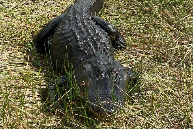 Everglades National Park: 3 Hikes + 90 minute Boat Tour + Lunch - Discovering the Everglades: An In-Depth Review of the 3 Hikes + Boat Tour Experience