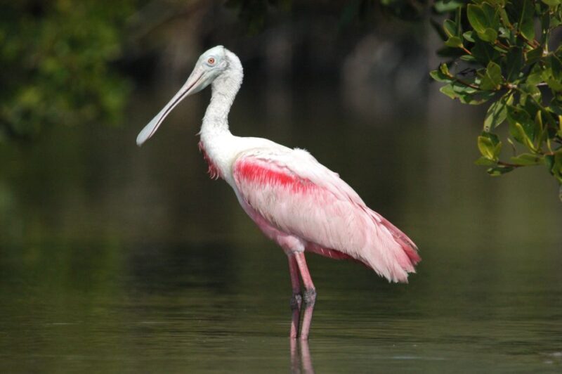 Everglades National Park 3-Hour Kayak Eco Tour - The Sum Up
