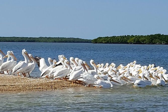 Everglades National Park Biologist Led Adventure: Cruise, Hike + Airboat - FAQs