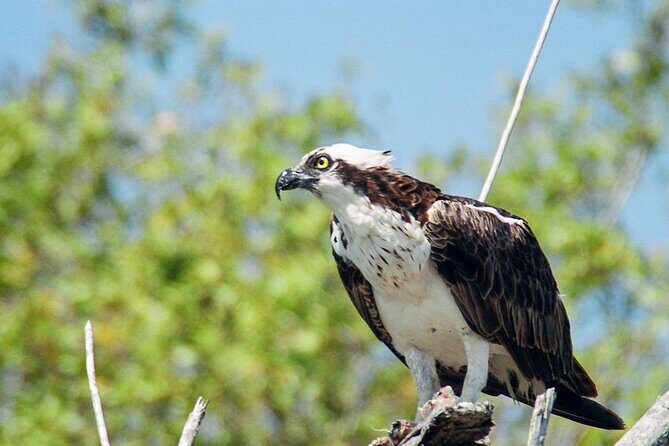 Everglades National Park Boat Tour - Why This Tour Might Be Your Best Choice