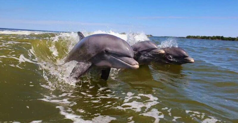 Everglades National Park: Motorboat Eco Tour - Who Will Love This Experience?