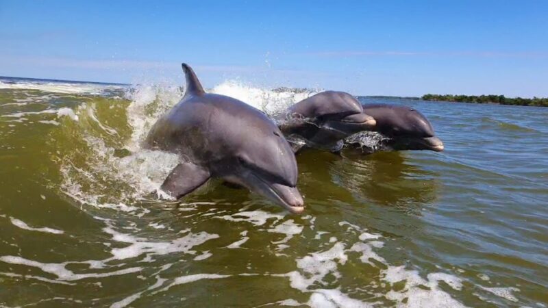 Everglades National Park: Motorboat Eco Tour - The Sum Up
