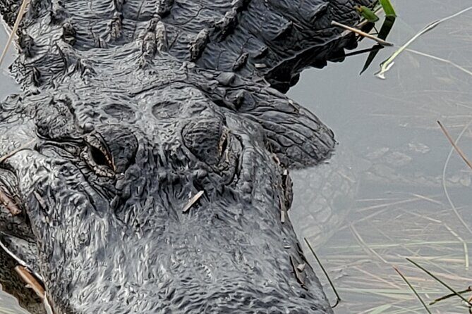 Everglades National Park Naturalist Led Hike, 2 Boat Trips + More - What Makes This Tour Special? Highlights and Advantages