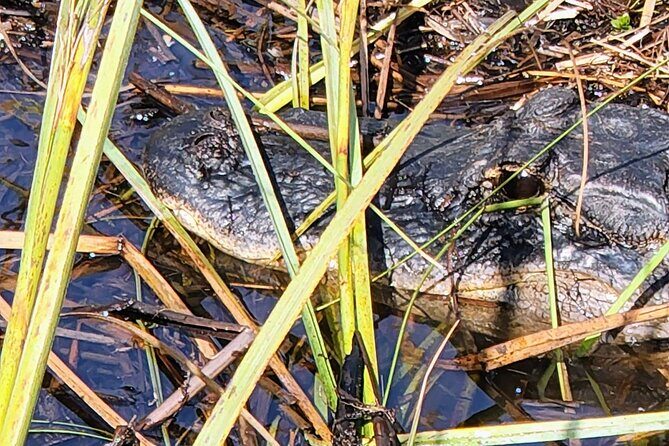 Everglades National Park Naturalist Led Hike, 2 Boat Trips + More - The Experience: What Travelers Say
