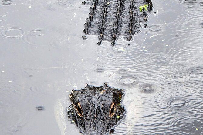 Everglades National Park Naturalist Led Hike, 2 Boat Trips + More - Final Thoughts: Who Should Consider This Tour?