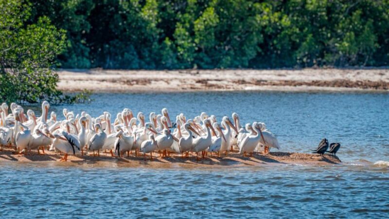 Everglades National Park: Pontoon Boat Tour & Boardwalk - Key Points