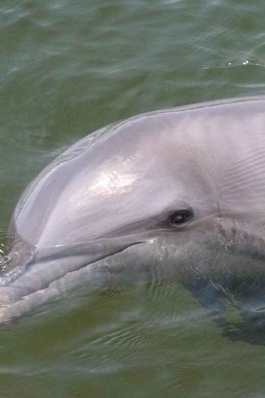 Everglades National Park: Pontoon Boat Tour & Boardwalk - The boardwalk experience