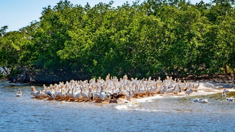 Everglades National Park: Pontoon Boat Tour & Boardwalk - Logistics and practical details