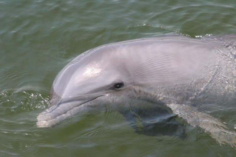 Everglades National Park: Pontoon Boat Tour & Boardwalk - FAQs