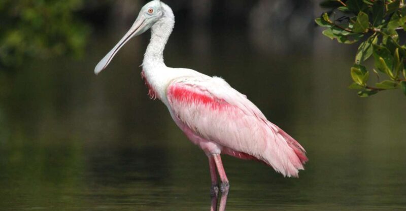 Everglades Private 2.5 Hour Photo and Birding Safari - Why Choose the Everglades Private Safari?