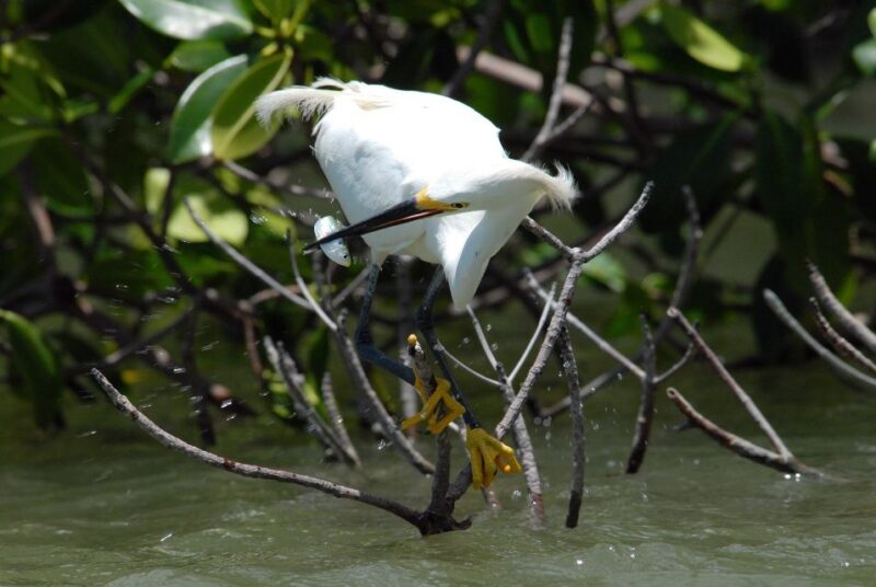 Everglades Private 2.5 Hour Photo and Birding Safari - Authentic Feedback from Travelers