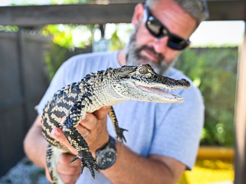 Everglades: Sawgrass Park Day Time Airboat Tour & Exhibits - The Sum Up: Is This Tour Worth It?
