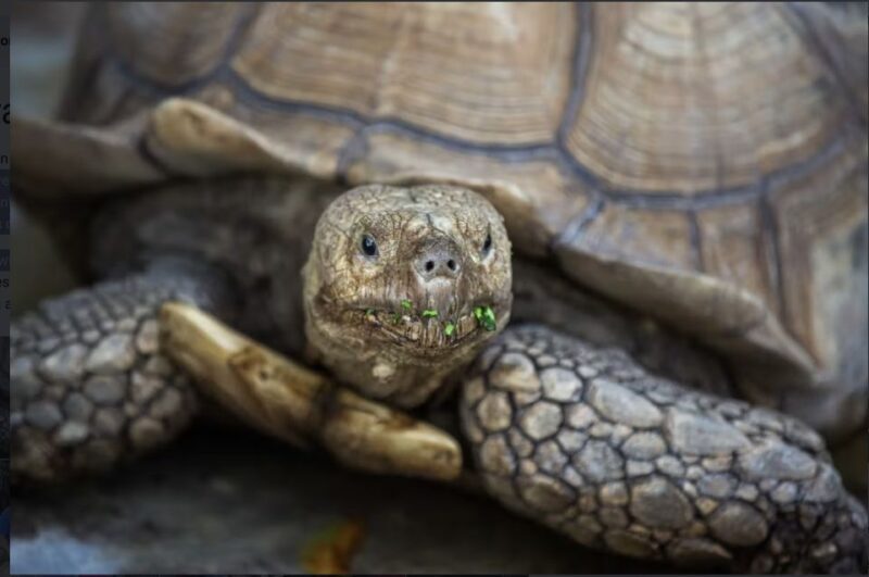 Everglades: Sawgrass Park Reptile Exhibit Private Tour - The Itinerary in Detail
