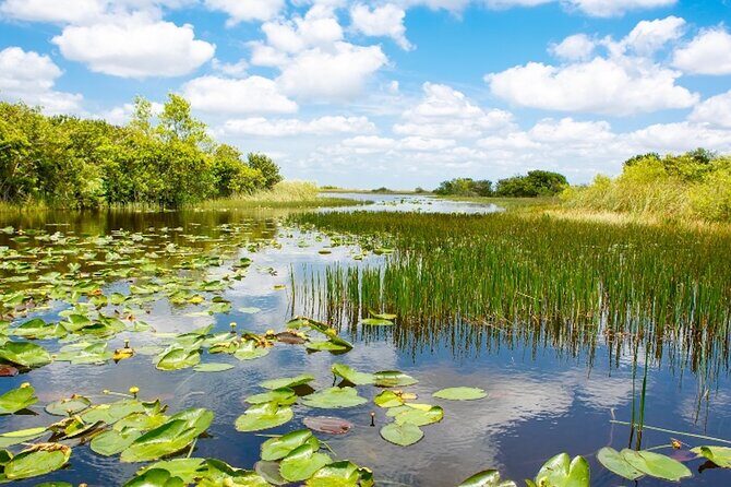 Everglades Small Group Express from Fort Lauderdale +Airboat Ride - The Itinerary in Detail