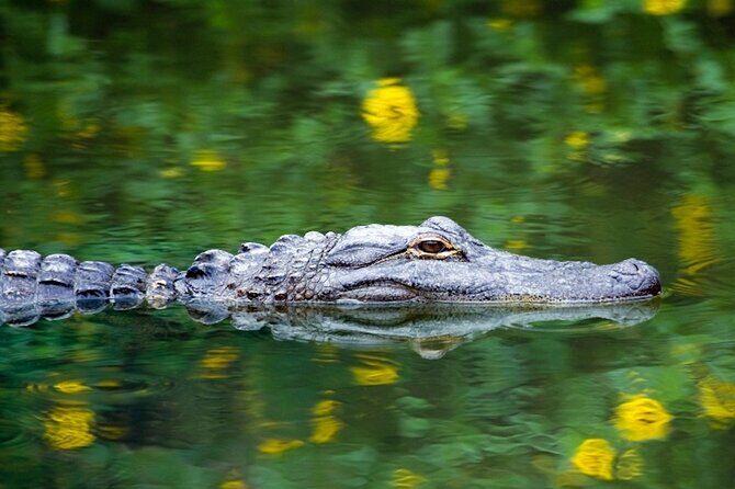Everglades Small Group Express from Fort Lauderdale +Airboat Ride - Who Will Enjoy This Tour?