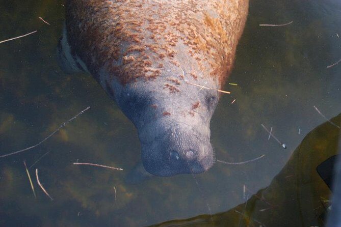 Everglades Small Group Guided Boating & Walking Tour Expedition - Key Points