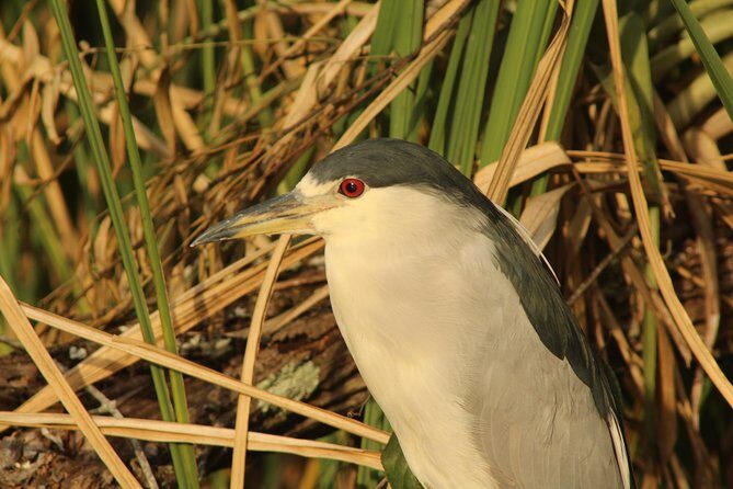 Everglades Small Group Guided Boating & Walking Tour Expedition - Review Highlights and Authentic Feedback
