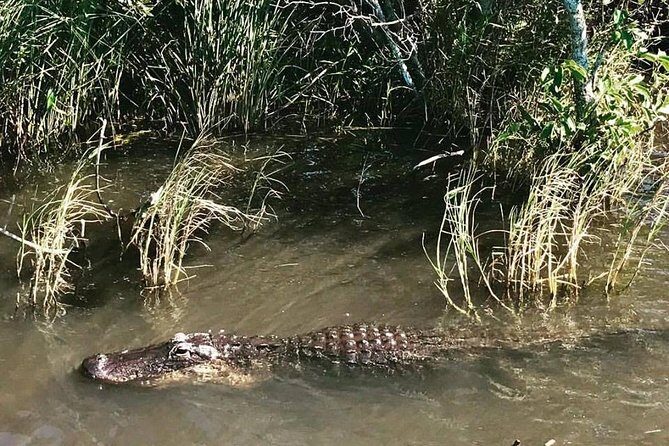Everglades Tour from Miami with Transportation - Authentic Perspectives from Travelers