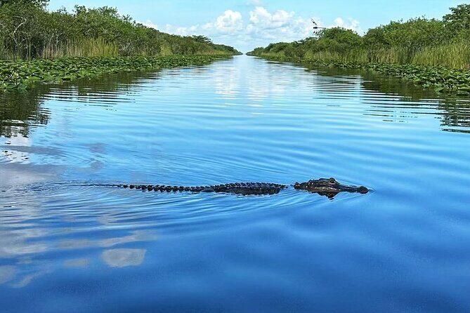 Everglades Tour from Miami with Transportation - The Sum Up: Who Will Love This Tour?