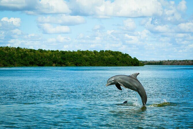 Everglades Tour w/ Biologist Led WET walk + 2 Boat Trips + Lunch! - Key Points