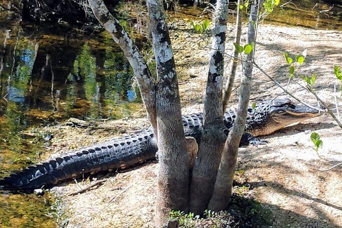 Everglades Tour w/ Biologist Led WET walk + 2 Boat Trips + Lunch! - FAQ