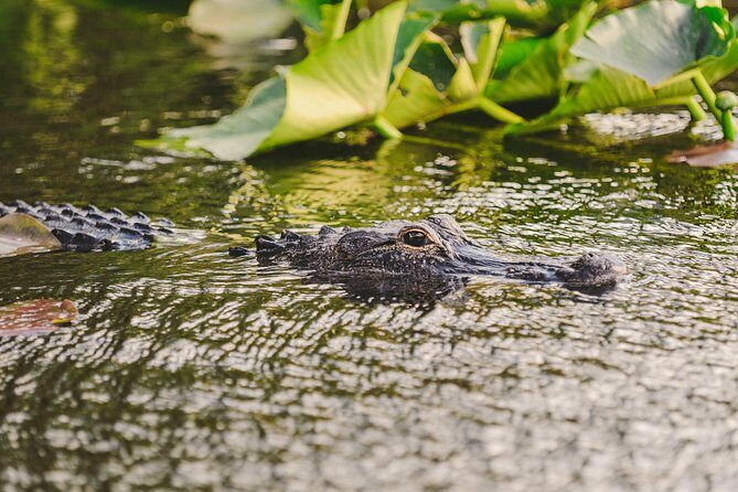 Everglades VIP Airboat Tour with Transportation Included - The Sum Up