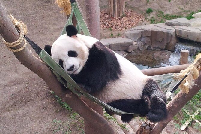 EVERLAND "From Hotel to Hotel" [Premium Private Tour: Only One Group for You] - Practical Tips for Visitors