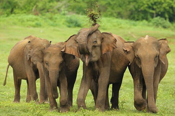 Everything in Udawalawe (Safari, Accommodation with Half Board) - Key Points