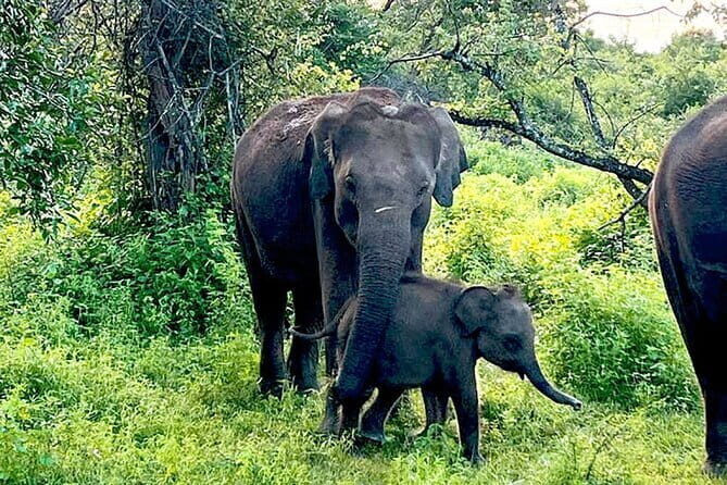 Everything in Udawalawe (Safari, Accommodation with Half Board) - Frequently Asked Questions