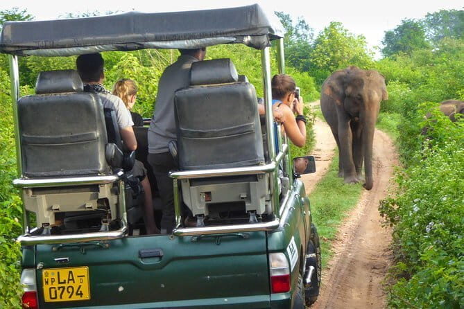 Everything in Udawalawe (Safari, Accommodation with Half Board) - Final Thoughts