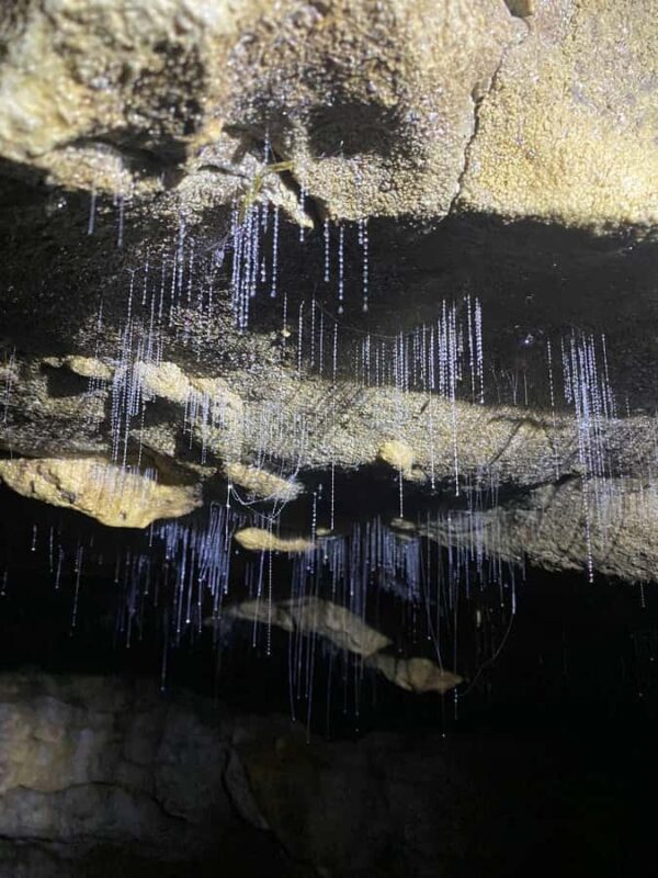 Ex Auckland Spellbound Glowworm & Cave Explorer Private Tour - Final Word
