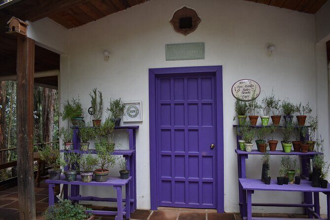 Ex hacienda, rancho de lavanda y Val'Quirico (private tour) - An In-Depth Look at the Experience