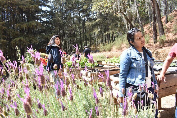 Ex hacienda, rancho de lavanda y Val'Quirico (private tour) - Why Choose This Tour?