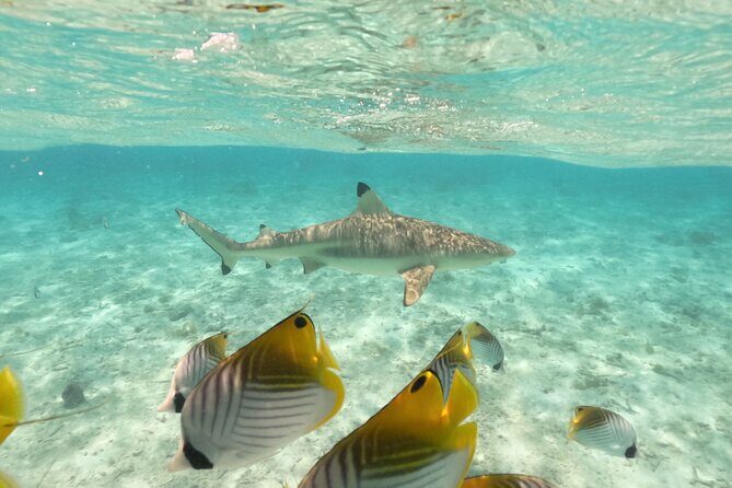 Exceptional Half day on the turquoise lagoon of Bora Bora - Exploring the Bora Bora Lagoon: What to Expect