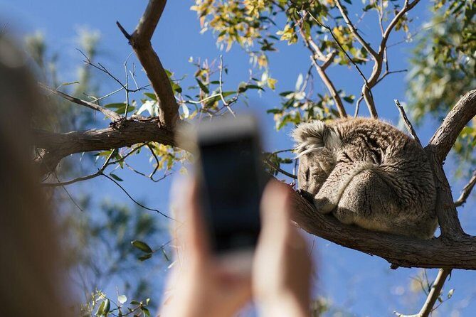 Exceptional Port Lincoln, Seafood and Wildlife Tour - Key Points