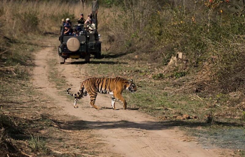 Exciting Day Trip from Jaipur to Ranthambore Wildlife Safari - A Detailed Look at the Experience