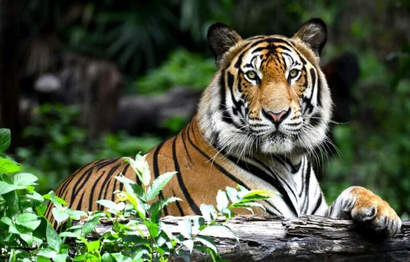 Exciting Day Trip from Jaipur to Ranthambore Wildlife Safari - Wildlife and Cultural Context